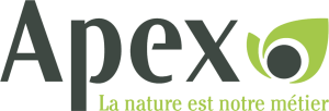 Apex